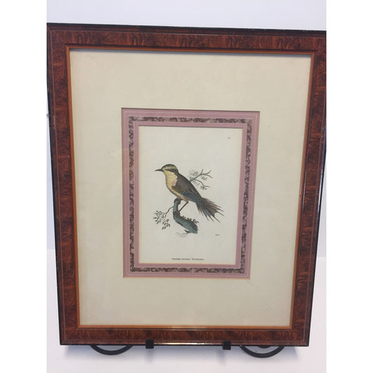 Vtg Thorn-Tailed Warbler Rayadito Engraving 54 By Griffith Gifford Beverly Hills Savings Work Of Art 042 Art Work Framed