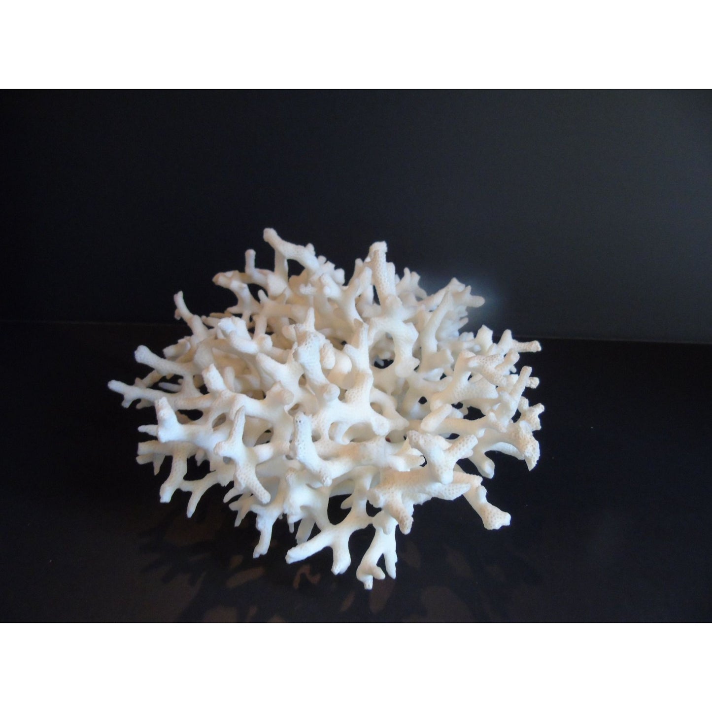 Vtg Natural White Coral Fossils Very Old Fossils Coastal Décor Rare Coral Fossil Fish Tank Décor