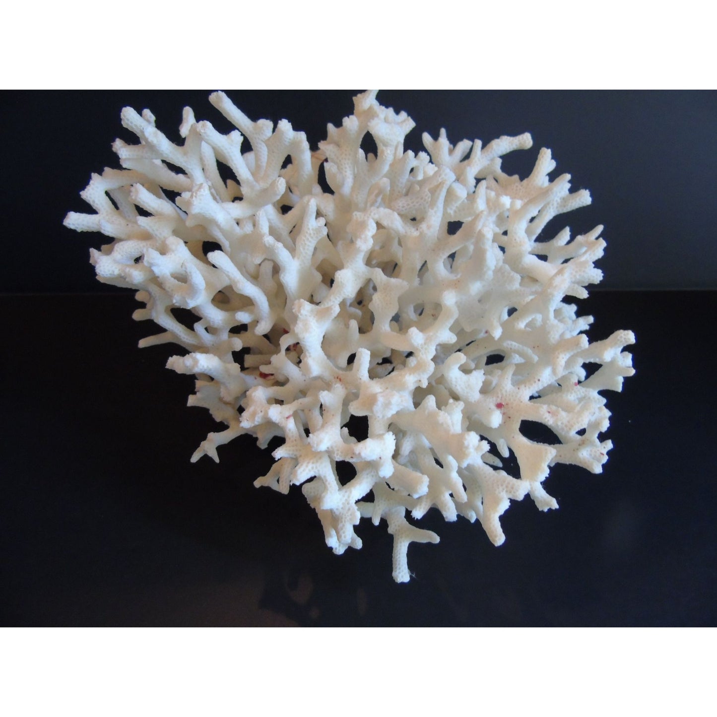 Vtg Natural White Coral Fossils Very Old Fossils Coastal Décor Rare Coral Fossil Fish Tank Décor