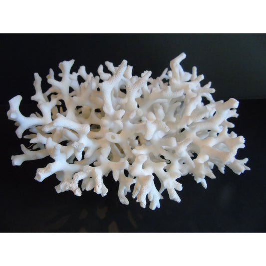 Vtg Natural White Coral Fossils Very Old Fossils Coastal Décor Rare Coral Fossil Fish Tank Décor