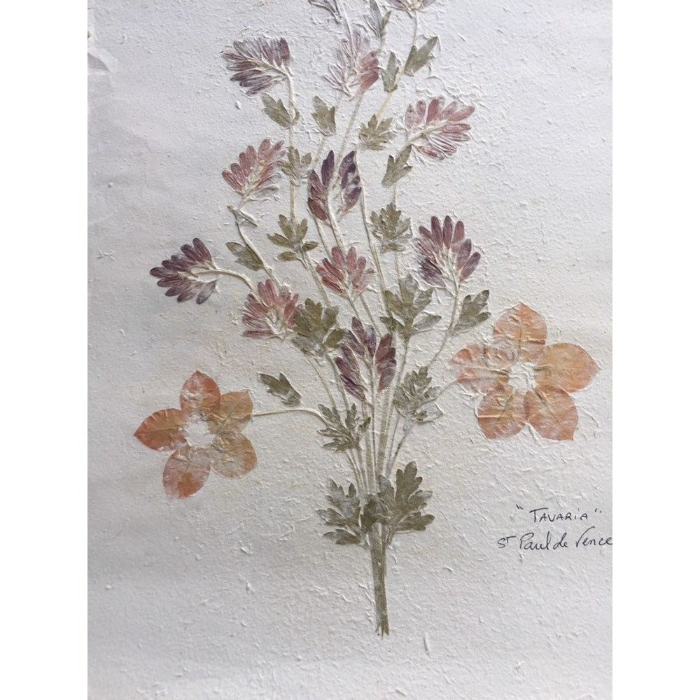 Pressed Flower Composition Signed '"Tavaria" St. Paul de Vence On Hand Made Paper Orange Flowers