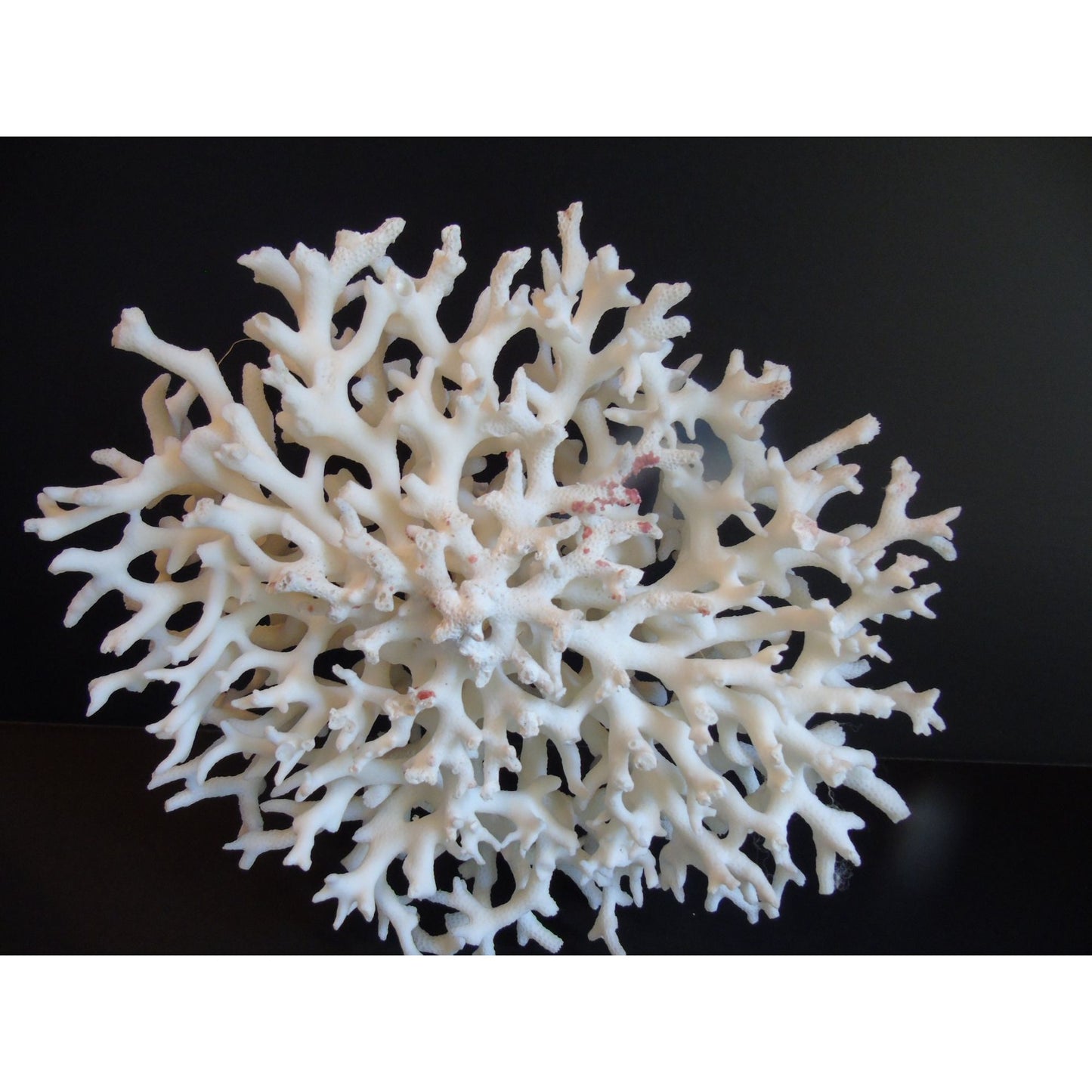 Vtg Natural White Coral Fossils Very Old Fossils Coastal Décor Rare Coral Fossil Fish Tank Décor