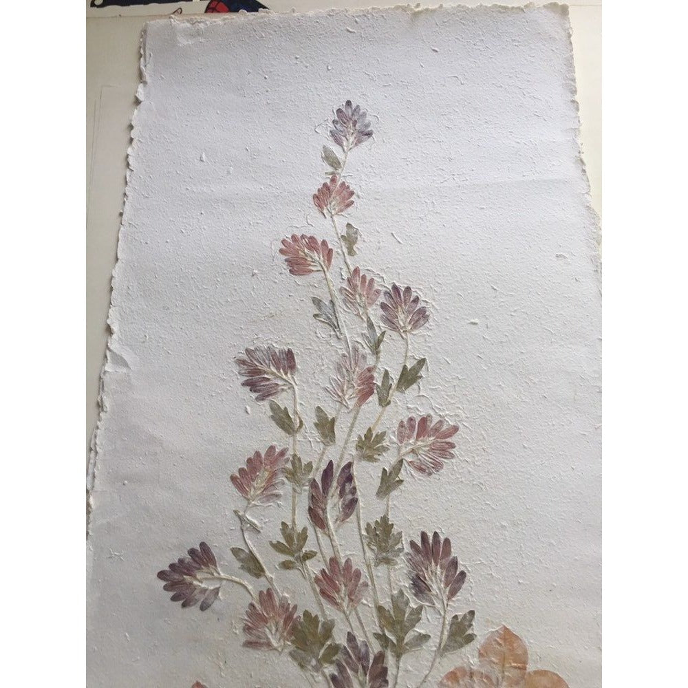 Pressed Flower Composition Signed '"Tavaria" St. Paul de Vence On Hand Made Paper Orange Flowers