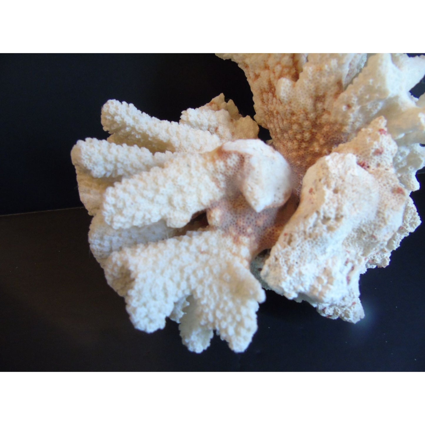 Vtg Natural White Brown Cauliflower Coral Fossils Coastal Décor Rare Coral Fossil Fish Tank Décor 2 lbs. 3 ozs.