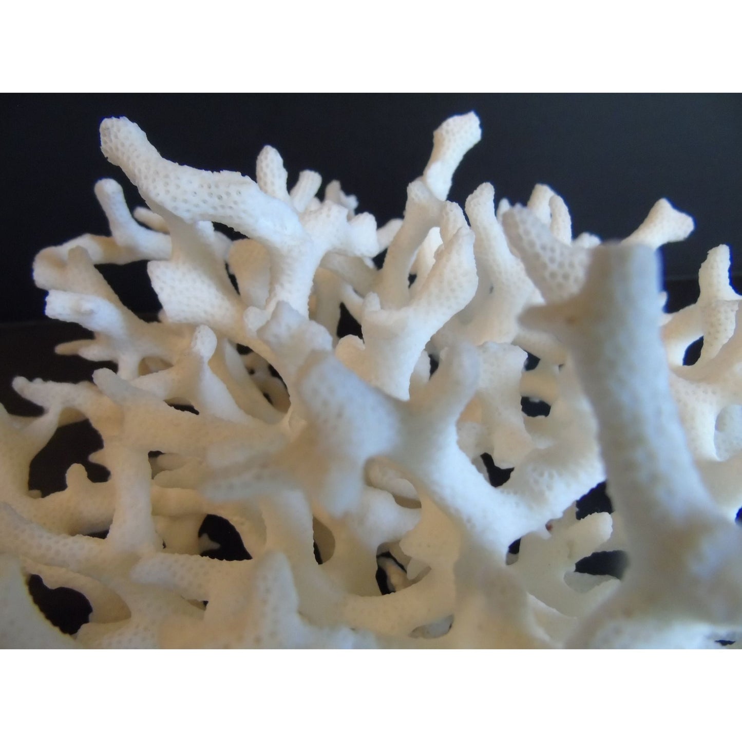 Vtg Natural White Coral Fossils Very Old Fossils Coastal Décor Rare Coral Fossil Fish Tank Décor