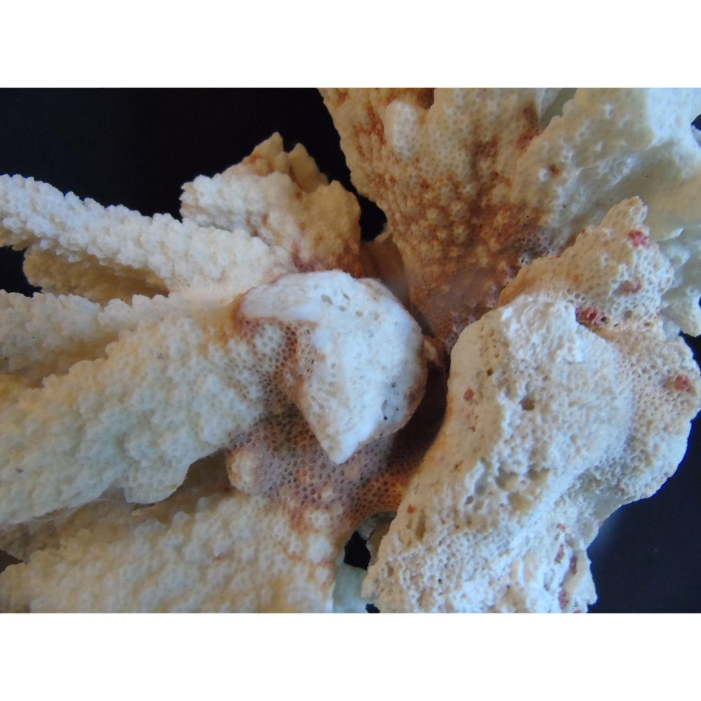 Vtg Natural White Brown Cauliflower Coral Fossils Coastal Décor Rare Coral Fossil Fish Tank Décor 2 lbs. 3 ozs.