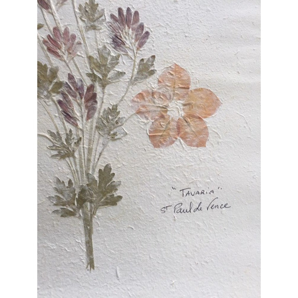 Pressed Flower Composition Signed '"Tavaria" St. Paul de Vence On Hand Made Paper Orange Flowers