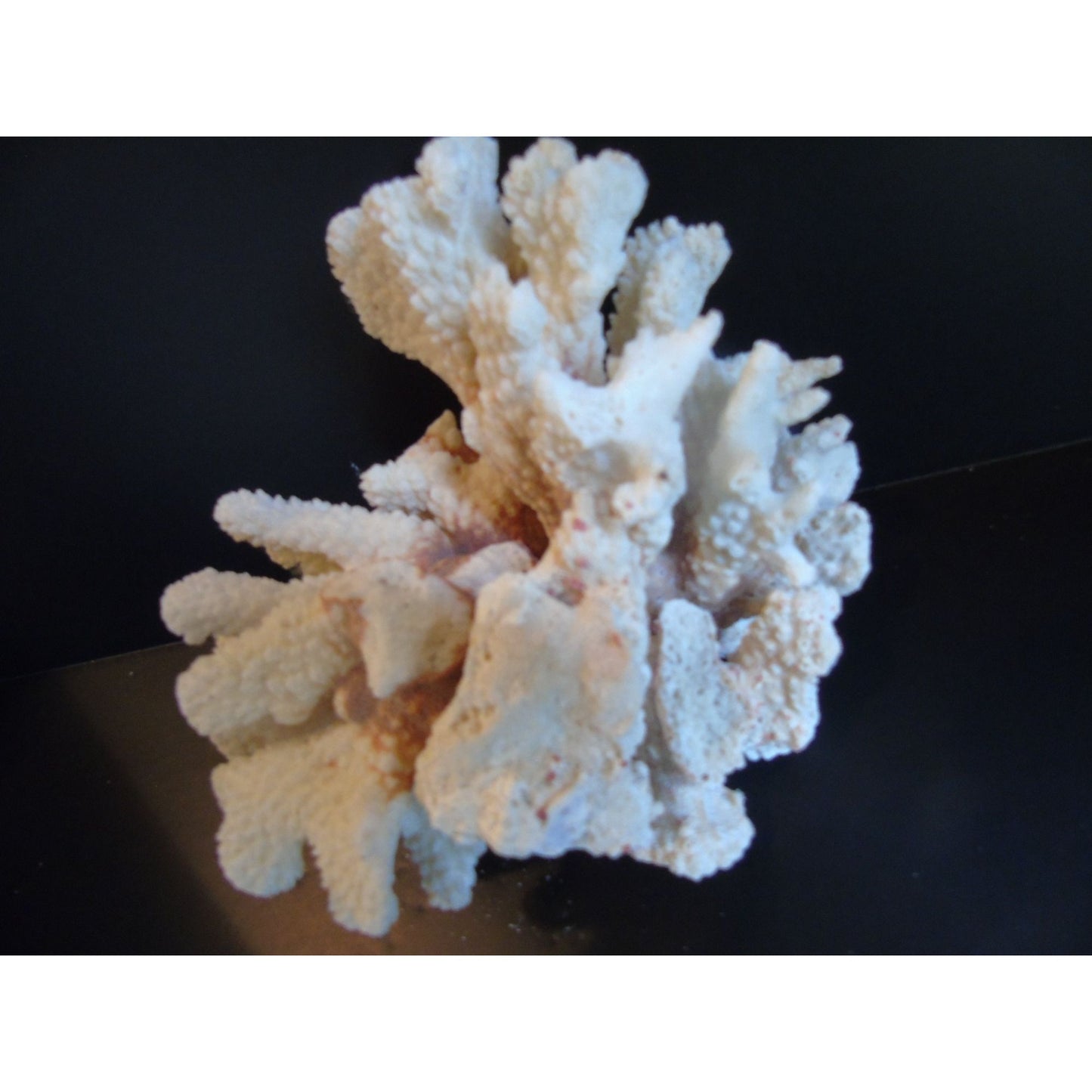 Vtg Natural White Brown Cauliflower Coral Fossils Coastal Décor Rare Coral Fossil Fish Tank Décor 2 lbs. 3 ozs.