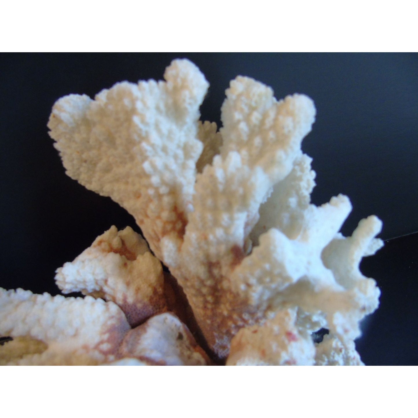 Vtg Natural White Brown Cauliflower Coral Fossils Coastal Décor Rare Coral Fossil Fish Tank Décor 2 lbs. 3 ozs.