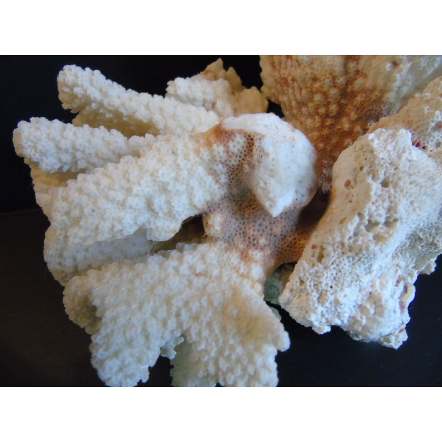 Vtg Natural White Brown Cauliflower Coral Fossils Coastal Décor Rare Coral Fossil Fish Tank Décor 2 lbs. 3 ozs.