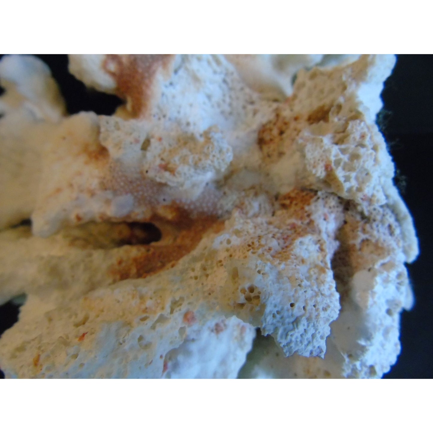 Vtg Natural White Brown Cauliflower Coral Fossils Coastal Décor Rare Coral Fossil Fish Tank Décor 2 lbs. 3 ozs.