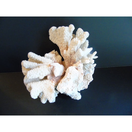 Vtg Natural White Brown Cauliflower Coral Fossils Coastal Décor Rare Coral Fossil Fish Tank Décor 2 lbs. 3 ozs.