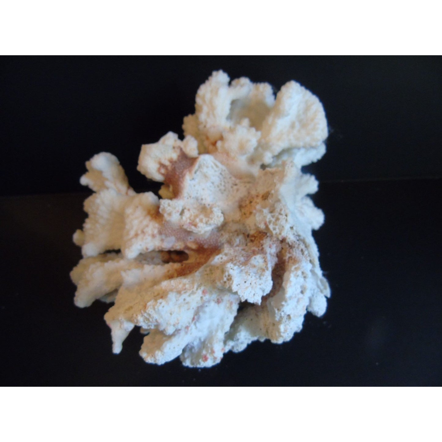 Vtg Natural White Brown Cauliflower Coral Fossils Coastal Décor Rare Coral Fossil Fish Tank Décor 2 lbs. 3 ozs.