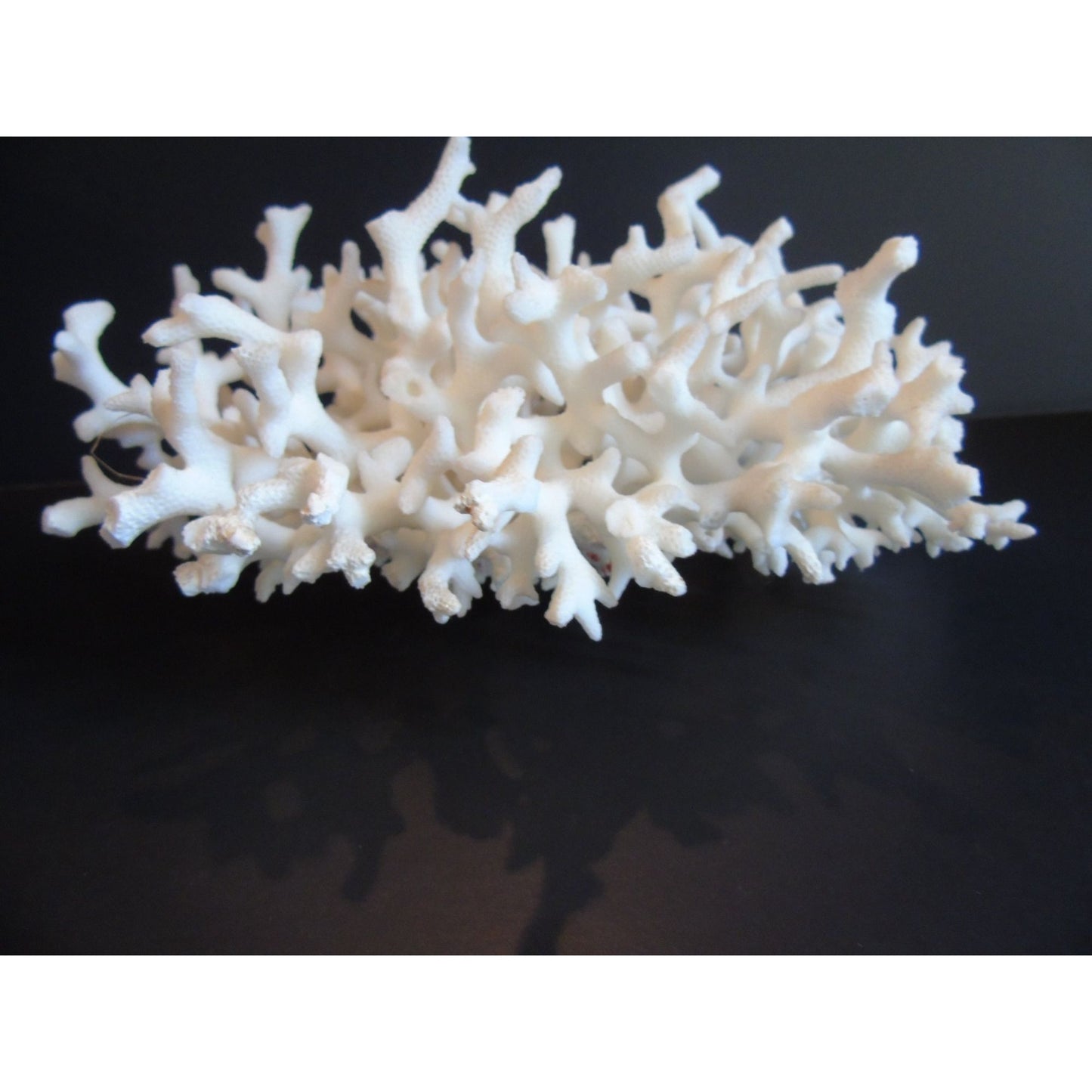 Vtg Natural White Coral Fossils Very Old Fossils Coastal Décor Rare Coral Fossil Fish Tank Décor