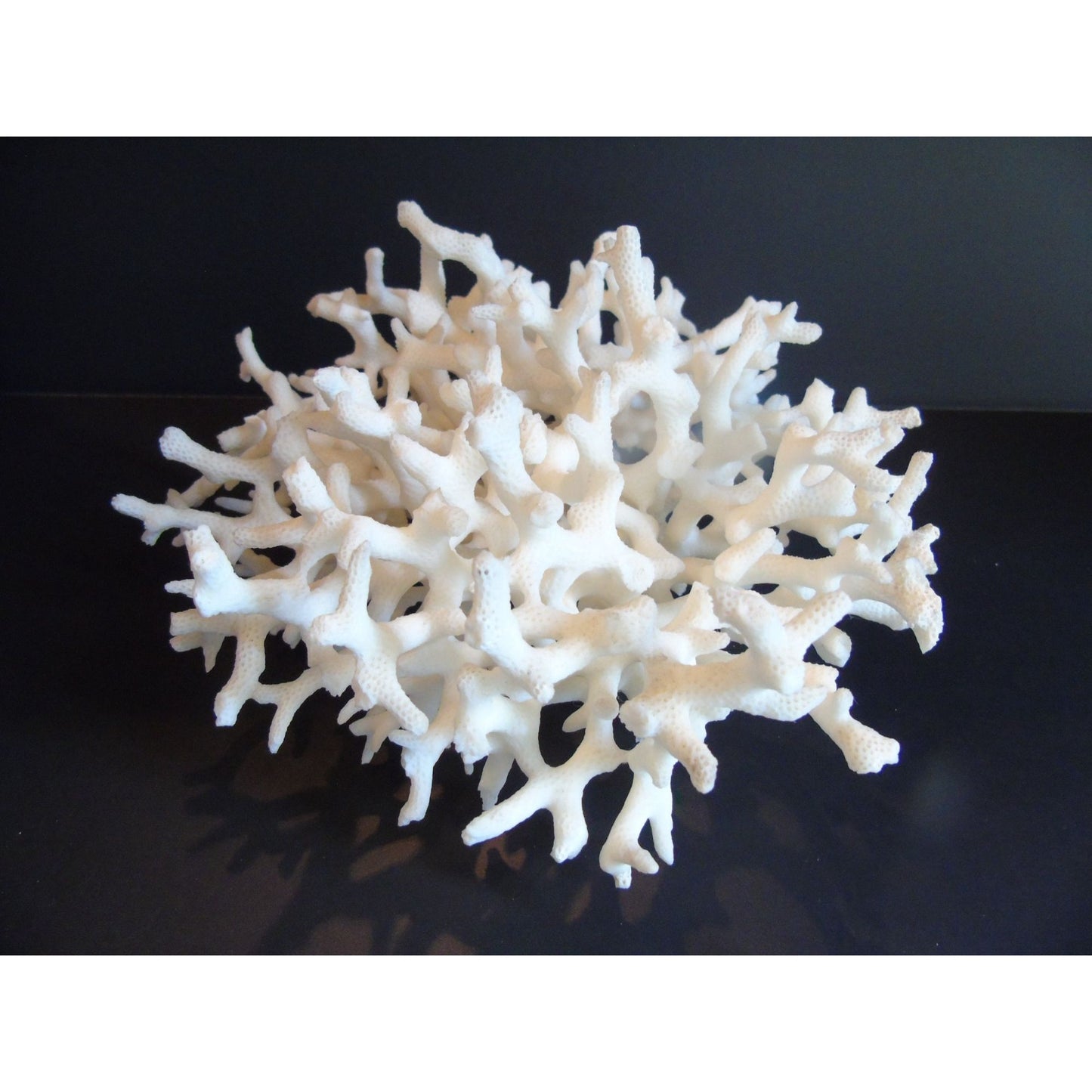 Vtg Natural White Coral Fossils Very Old Fossils Coastal Décor Rare Coral Fossil Fish Tank Décor