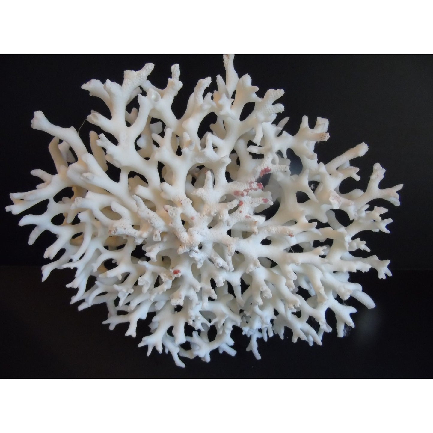 Vtg Natural White Coral Fossils Very Old Fossils Coastal Décor Rare Coral Fossil Fish Tank Décor