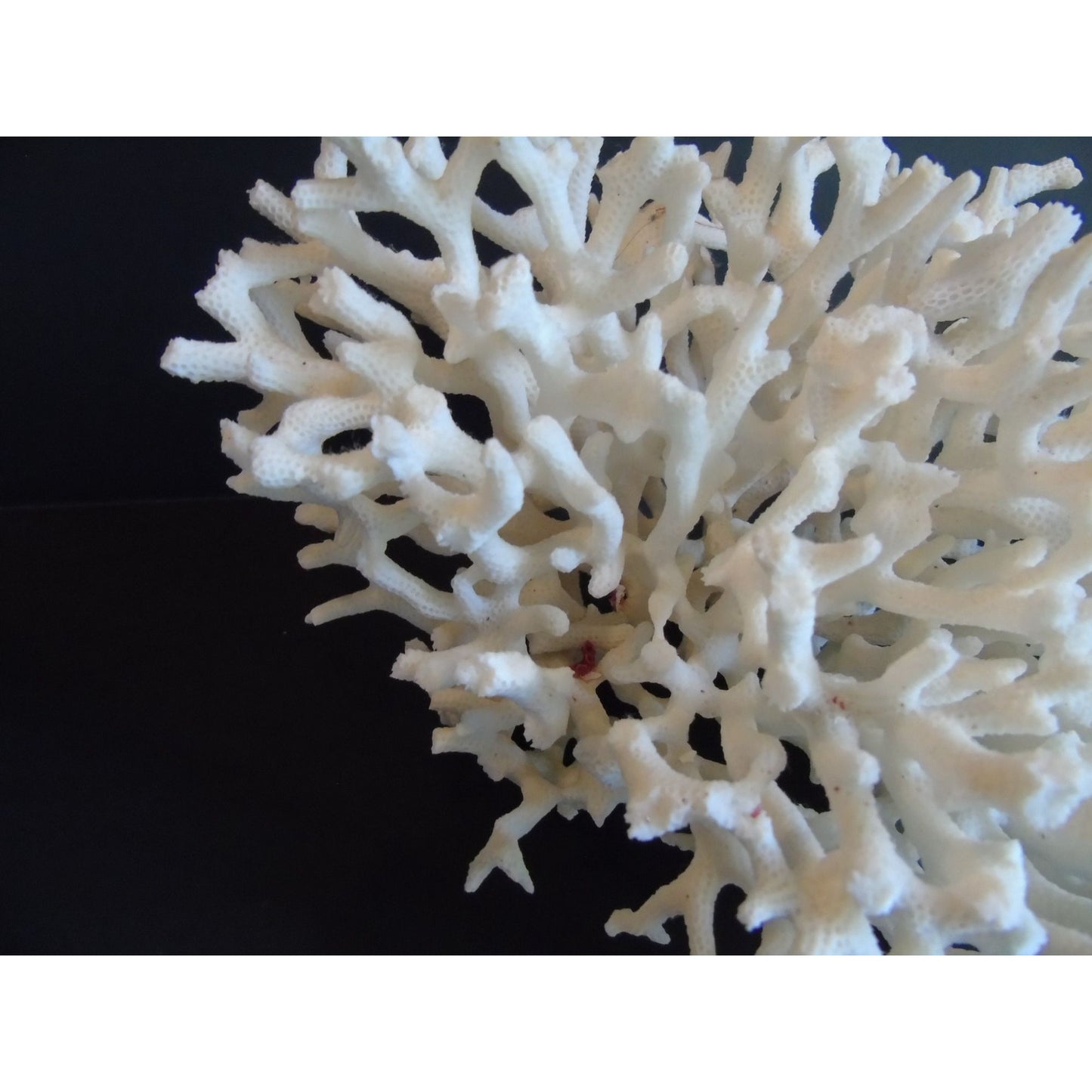 Vtg Natural White Coral Fossils Very Old Fossils Coastal Décor Rare Coral Fossil Fish Tank Décor